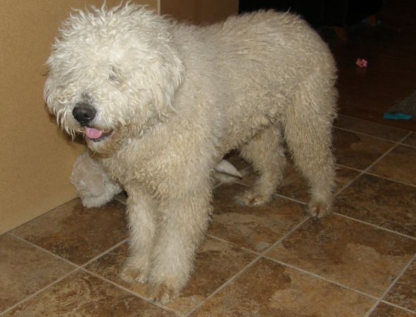 KOMONDOR RESCUE ALERT – SHELDON, VT - Middle Atlantic ...