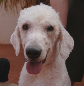 Nevada: Adopt Sebastian!