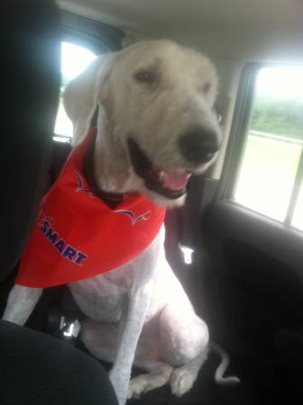 rescue alert alfredo needs a home louisville ky rescue alert alfredo needs a home louisville ky